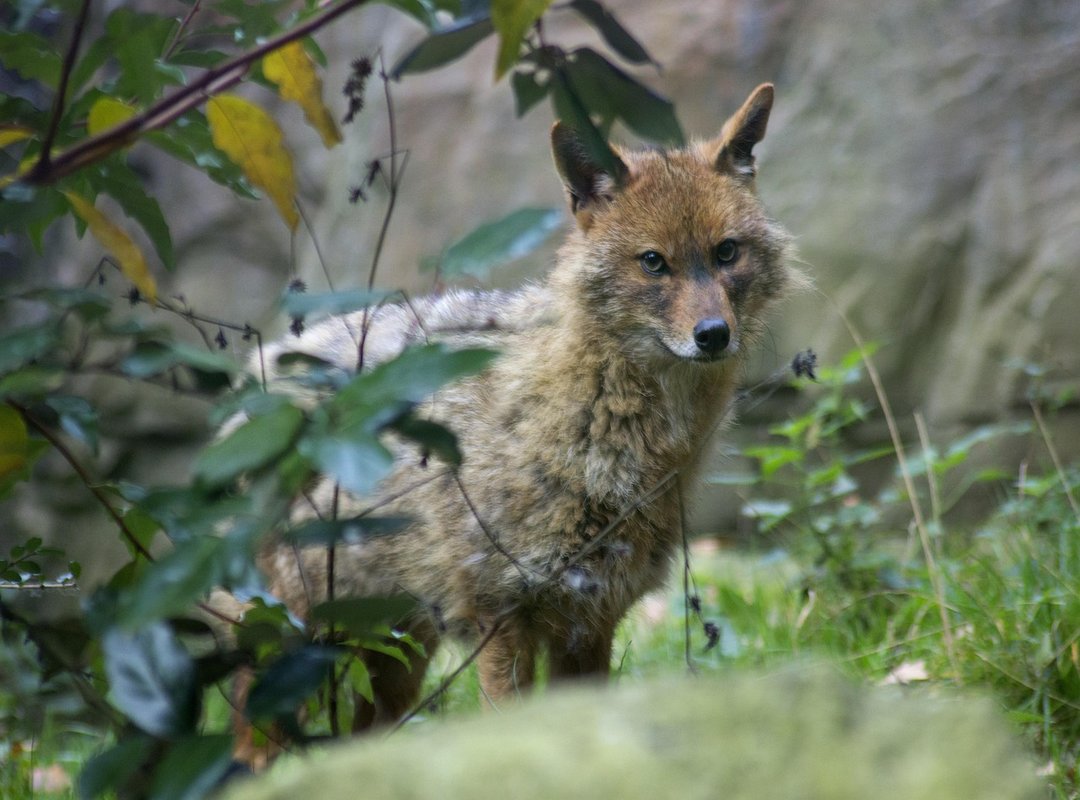 Guides Release Dates Gamrawtek